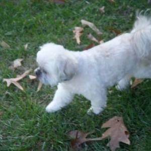 Meet your Posher, Lillie